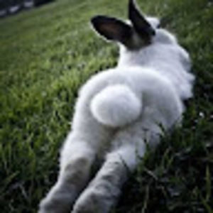 Meet your Posher, Cleo